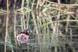 Perkozek zwyczajny, perkozek, Tachybaptus ruficollis