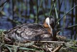 Perkoz rdzawoszyi na gnieździe łać:Podiceps grisegena) Perkoz rdzawoszyi na gnieździe łać:Podiceps grisegena)