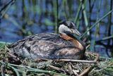 Perkoz rdzawoszyi na gnieździe Podiceps grisegena)