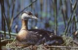 Perkoz rdzawoszyi na gnieździe łać:Podiceps grisegena)