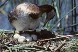 Perkoz rdzawoszyi na gnieździe łać:Podiceps grisegena)