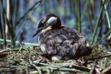 Perkoz rdzawoszyi na gnieździe łać:Podiceps grisegena)