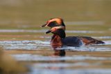 perkoz rogaty Podiceps auritus para