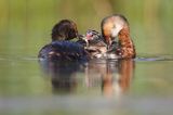 perkoz rogaty Podiceps auritus para z pisklęciem, karmienie