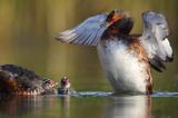 perkoz rogaty Podiceps auritus para z pisklętami