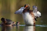 perkoz rogaty Podiceps auritus para z pisklętami