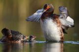 perkoz rogaty Podiceps auritus para z pisklętami