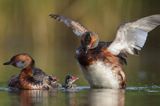 perkoz rogaty Podiceps auritus para z pisklętami