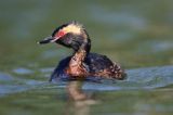 perkoz rogaty Podiceps auritus
