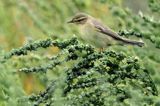 pierwiosnek zwyczajny Phylloscopus collybita