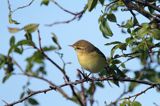 Perwiosnek, Phylloscopus collybita