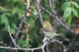 pierwiosnek zwyczajny Phylloscopus collybita