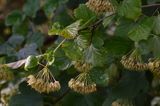 Pęcherznica kalinolistna, Physocarpus opulifolius, owoce