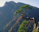 Pieniny, reliktowa sosna na Sokolicy