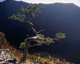 Pieniny, reliktowa sosna na Sokolicy