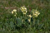 pierwiosnek wyniosły, Primula elatior pierwiosnka wyniosła