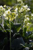 pierwiosnek wyniosły, Primula elatior pierwiosnka wyniosła
