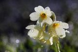 pierwiosnek wyniosły, Primula elatior pierwiosnka wyniosła