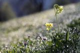 pierwiosnek wyniosły, Primula elatior pierwiosnka wyniosła