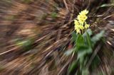 pierwiosnek wyniosły, Primula elatior pierwiosnka wyniosła