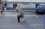 pies przewodnik niewidomego, owczarek niemiecki, przejście przez ulicę