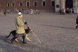 pies przewodnik niewidomego, owczarek niemiecki