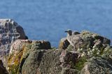 Mewy srebrzyste, Larus argentatus, pisklęta