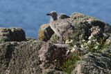 Mewy srebrzyste, Larus argentatus, pisklęta