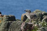 Mewy srebrzyste, Larus argentatus, pisklęta