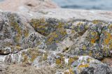 Mewy srebrzyste, Larus argentatus, pisklęta