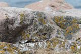 Mewy srebrzyste, Larus argentatus, pisklęta