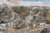 Mewy srebrzyste, Larus argentatus, pisklęta