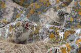 Mewy srebrzyste, Larus argentatus, pisklęta