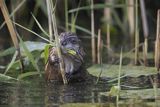 Piżmak amerykański, piżmak, piżmoszczur, szczur piżmowy, Ondatra zibethicus