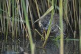 Piżmak amerykański, piżmak, piżmoszczur, szczur piżmowy, Ondatra zibethicus