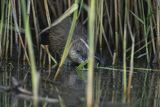 Piżmak amerykański, piżmak, piżmoszczur, szczur piżmowy, Ondatra zibethicus