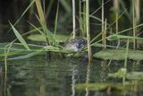 Piżmak amerykański, piżmak, piżmoszczur, szczur piżmowy, Ondatra zibethicus