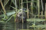 Piżmak amerykański, piżmak, piżmoszczur, szczur piżmowy, Ondatra zibethicus