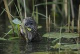 Piżmak amerykański, piżmak, piżmoszczur, szczur piżmowy, Ondatra zibethicus