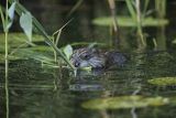 Piżmak amerykański, piżmak, piżmoszczur, szczur piżmowy, Ondatra zibethicus