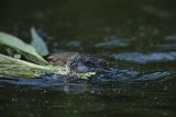 Piżmak amerykański, piżmak, piżmoszczur, szczur piżmowy, Ondatra zibethicus