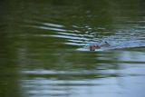 Piżmak amerykański, piżmak, piżmoszczur, szczur piżmowy, Ondatra zibethicus