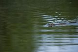 Piżmak amerykański, piżmak, piżmoszczur, szczur piżmowy, Ondatra zibethicus