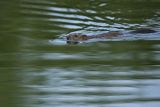 Piżmak amerykański, piżmak, piżmoszczur, szczur piżmowy, Ondatra zibethicus