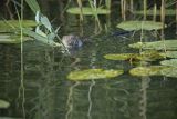 Piżmak amerykański, piżmak, piżmoszczur, szczur piżmowy, Ondatra zibethicus