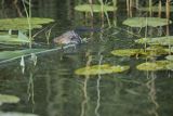 Piżmak amerykański, piżmak, piżmoszczur, szczur piżmowy, Ondatra zibethicus