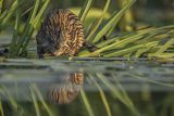 Piżmak amerykański, piżmak, piżmoszczur, szczur piżmowy, Ondatra zibethicus