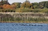 Plauersee, łyski, Pojezierze Meklemburskie, Meklemburgia-Pomorze Przednie, Niemcy