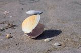 plaża, Bałtyk, muszla małży, Małgiew piaskołaz, Mia arenaria beach, Baltic Sea, Mia arenaria shell