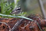 Pliszka siwa, Motacilla alba